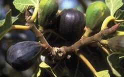 LSU Purple Fig Tree - 1 Gallon Pot 9 LSU Purple Fig Tree - 1 Gallon Pot -Garden Plants Shop 10072 lsu purple fig