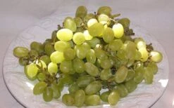 Thompson Seedless Grape Vine - 1 Gallon Pot 9 Thompson Seedless Grape Vine - 1 Gallon Pot -Garden Plants Shop 10092 thompson seedless grape