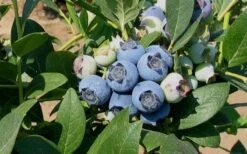 Biloxi Southern Highbush Blueberry - 1 Gallon Pot -Garden Plants Shop 10151 biloxi blueberry