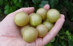 Summit Muscadine - 1 Gallon Pot -Garden Plants Shop 10470 summit muscadine