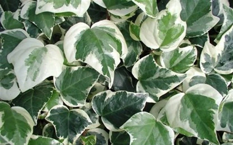 Variegated Algerian Ivy (Hedera Algeriensis 'Gloire De Marengo') - 5 Pack Of Pint Pots 9 Variegated Algerian Ivy (Hedera Algeriensis 'Gloire De Marengo') - 5 Pack Of Pint Pots - Image 7