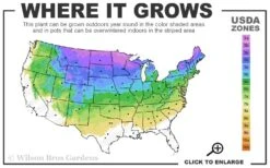 Poodle Tier Dwarf Alberta Spruce Topiary - 2 Gallon Pot -Garden Plants Shop 3a 8a 16