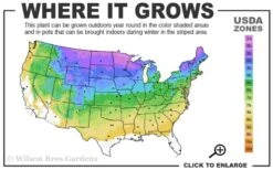 Staghorn Sumac (Rhus Typhina) - 1 Gallon Pot 12 Staghorn Sumac (Rhus Typhina) - 1 Gallon Pot -Garden Plants Shop 3a 8b 26