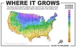 Annabelle Hydrangea - 3 Gallon Pot -Garden Plants Shop 3a 9b 9