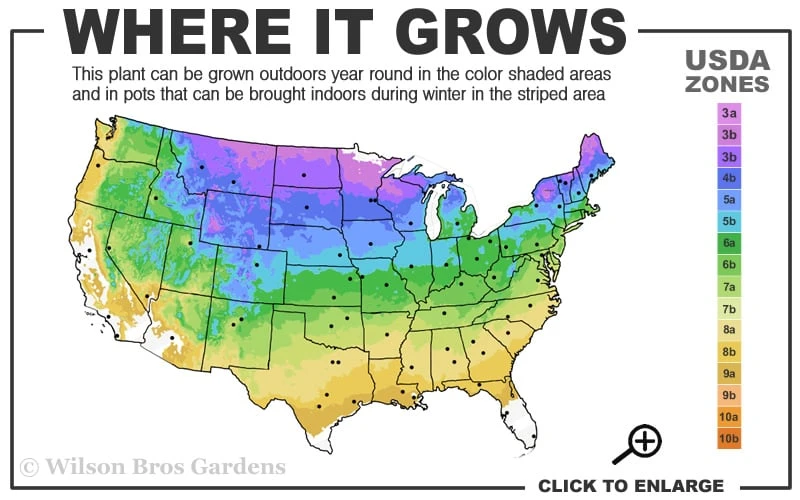 Sourwood Tree (Oxydendrum Arboreum) - 7 Gallon Pot (4-5') 5 Sourwood Tree (Oxydendrum Arboreum) - 7 Gallon Pot (4-5') - Image 3