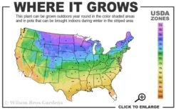 Hollywood Torulosa Juniper - 1 Gallon Pot -Garden Plants Shop 3b 9b 3