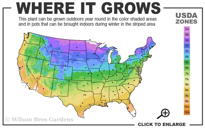 Hollywood Torulosa Juniper - 7 Gallon Pot (4-5') 5 Hollywood Torulosa Juniper - 7 Gallon Pot (4-5') - Image 3