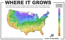 Giselle Clematis - 1 Gallon Pot -Garden Plants Shop 4a 11 1