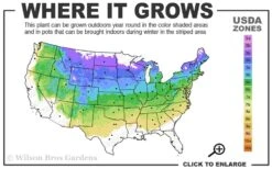 Northern Highbush Blueberry (Vaccinum Corymbosum) - 1 Gallon Pot 9 Northern Highbush Blueberry (Vaccinum Corymbosum) - 1 Gallon Pot -Garden Plants Shop 4a 8a 2