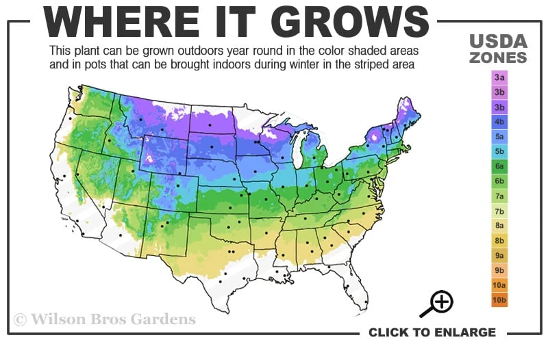 Northern Highbush Blueberry (Vaccinum Corymbosum) - 1 Gallon Pot 5 Northern Highbush Blueberry (Vaccinum Corymbosum) - 1 Gallon Pot - Image 3