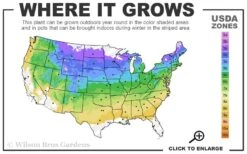 Ralph Shugert Variegated Periwinkle - Vinca Minor - 18 Pack Of Pint Pots -Garden Plants Shop 4a 8b 38