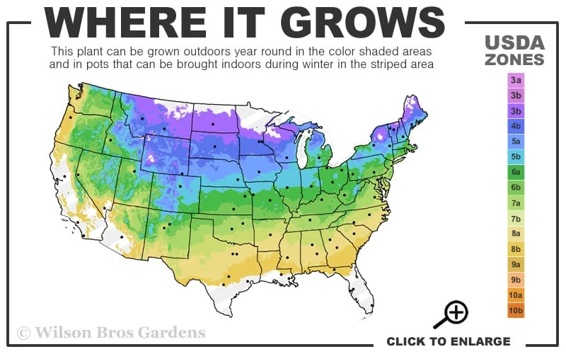 French Pink Pussy Willow - 3 Gallon Pot 5 French Pink Pussy Willow - 3 Gallon Pot - Image 3