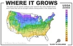 Downy Pagoda Plant (Blephilia Ciliata) - 1 Gallon Pot -Garden Plants Shop 4a 8b thumbnail 7