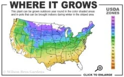 Gold Lace Juniper - 6 Pack Of 1 Gallon Pot -Garden Plants Shop 4a 9a 1