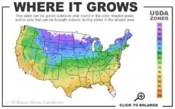 American Sycamore Tree - 3 Pack Of 1.5 Quart Pots 10 American Sycamore Tree - 3 Pack Of 1.5 Quart Pots -Garden Plants Shop 4a 9b 23