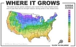 Guiding Promise Clematis - 1 Gallon Pot -Garden Plants Shop 4a 9b thumbnail 1