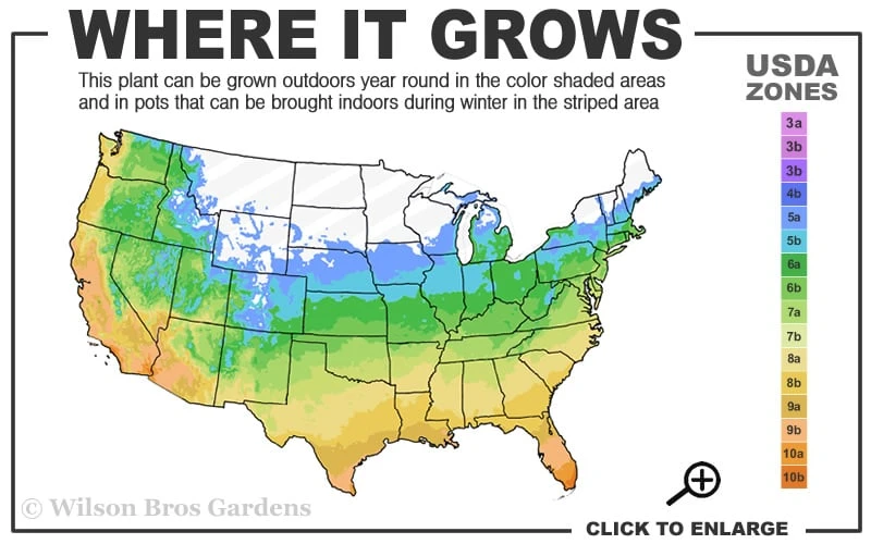 Moonglow Sweet Bay Magnolia Tree (Magnolia Virginiana 'Jim Wilson') - 7 Gallon Pot (6-7') 5 Moonglow Sweet Bay Magnolia Tree (Magnolia Virginiana 'Jim Wilson') - 7 Gallon Pot (6-7') - Image 3