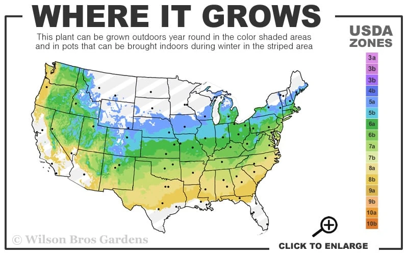 Summer Snowflake Viburnum - 1 Gallon Pot 5 Summer Snowflake Viburnum - 1 Gallon Pot - Image 3