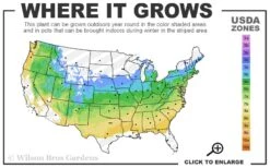 Skeeter's Broom Japanese Maple - 3 Gallon Pot 11 Skeeter's Broom Japanese Maple - 3 Gallon Pot -Garden Plants Shop 5a 8b 59