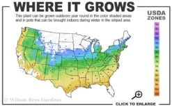 Viridis Dwarf Green Japanese Maple - 2 Gallon Pot 14 Viridis Dwarf Green Japanese Maple - 2 Gallon Pot -Garden Plants Shop 5a 9a 4