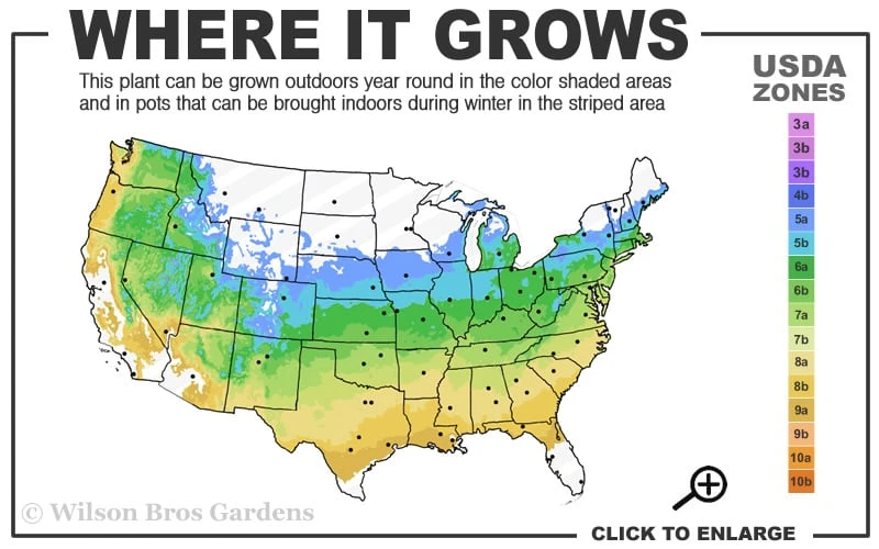 Viridis Dwarf Green Japanese Maple - 2 Gallon Pot 5 Viridis Dwarf Green Japanese Maple - 2 Gallon Pot - Image 3