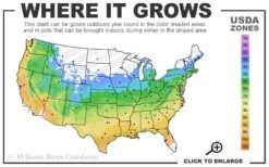 Shaina Dwarf Red Japanese Maple - 2 Gallon Pot 10 Shaina Dwarf Red Japanese Maple - 2 Gallon Pot -Garden Plants Shop 5a 9b 131