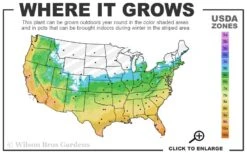 Brackens Brown Beauty Magnolia - 3 Gallon Pot -Garden Plants Shop 5b 11 1