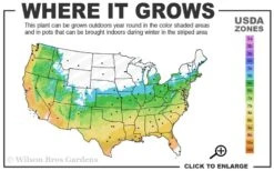 Shadow Sentry Pyramidal Boxwood - 3 Gallon Pot -Garden Plants Shop 5b 9b