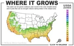 Russian 26 Cold Hardy Pomegranate - 1 Gallon Pot 11 Russian 26 Cold Hardy Pomegranate - 1 Gallon Pot -Garden Plants Shop 6B 11 1
