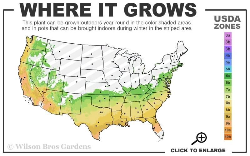 Autumn Carnival Encore Azalea - 1 Gallon Pot 5 Autumn Carnival Encore Azalea - 1 Gallon Pot - Image 3