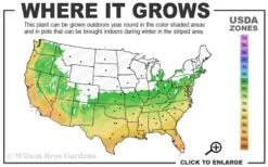 Snow Flurry Hardy Gardenia - 3 Gallon Pot -Garden Plants Shop 6a 10a 2