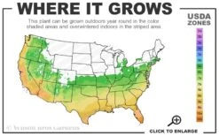 Pony Tails Mexican Feather Grass (Stipa Tennuissima) - 5 Pack Of Quart Pots -Garden Plants Shop 6a 10b 6