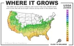 Cab Sav Cold Hardy Eucalyptus Tree (Eucalyptus Rubida) - Quart Pot -Garden Plants Shop 6a 11 3