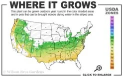 Zabel Laurel (Prunus Laurocersasus 'Zabeliana') - 6 Pack Of 1 Gallon Pots -Garden Plants Shop 6a 8b 22