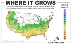 Titan Blueberry - 3 Gallon Pot 10 Titan Blueberry - 3 Gallon Pot -Garden Plants Shop 6a 9a 3