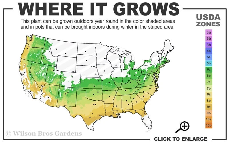 Titan Blueberry - 3 Gallon Pot 5 Titan Blueberry - 3 Gallon Pot - Image 3