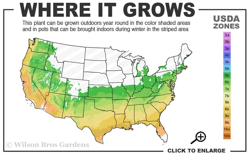 Delta Blues Chaste Tree (Vitex) - 7 Gallon Pot 5 Delta Blues Chaste Tree (Vitex) - 7 Gallon Pot - Image 3