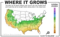 Super Trouper Velvet Red Dianthus - 2 Pack Of Quart Pots -Garden Plants Shop 6a 9b 87