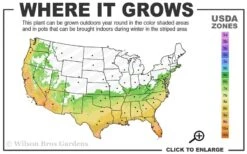 Fortune's Cold Hardy Tea Olive (Fragrant Osmanthus) - 1 Gallon Pot -Garden Plants Shop 6b 10b 2
