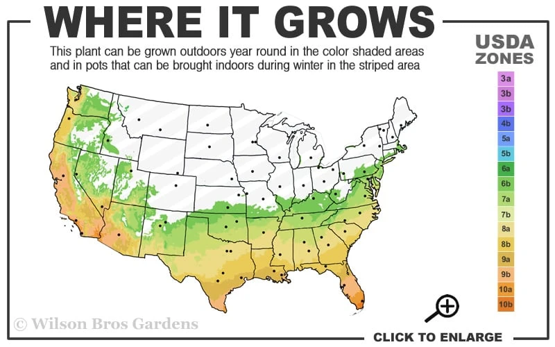 Angus Cold Hardy Eucalyptus Tree (Eucalyptus Nicholii) - 3 Quart Pot 5 Angus Cold Hardy Eucalyptus Tree (Eucalyptus Nicholii) - 3 Quart Pot - Image 3