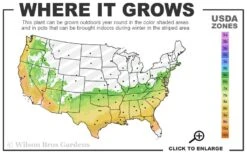 Temple Alexandra Aromi Evergreen Azalea - 1 Gallon Pot -Garden Plants Shop 6b 9b 4