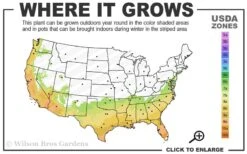 Pink Snow Camellia Sasanqua - 1 Gallon Pot -Garden Plants Shop 7a 10a