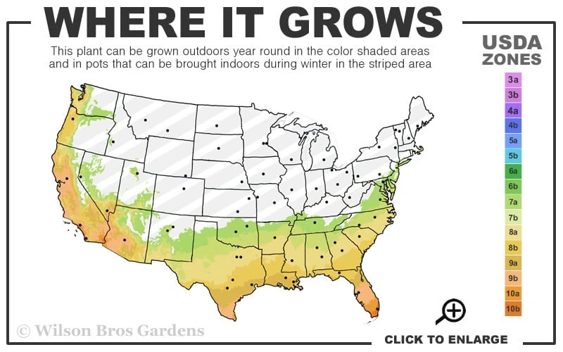 Variegated Algerian Ivy (Hedera Algeriensis 'Gloire De Marengo') - 5 Pack Of Pint Pots 5 Variegated Algerian Ivy (Hedera Algeriensis 'Gloire De Marengo') - 5 Pack Of Pint Pots - Image 3