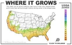 Fall In Love Cold Hardy Gardenia - 1 Gallon Pot -Garden Plants Shop 7a 10b 34