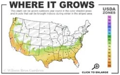 Snow Joey Viburnum - 3 Gallon Pot -Garden Plants Shop 7a 9b 64