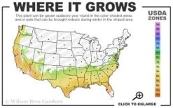 Moonlit Lace Viburnum - 6 Pack Of 1 Gallon Pots -Garden Plants Shop 7a 9b thumbnail 1