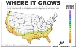 Asian Jasmine - Asiatic Jasmine - 6 Pack Of Pint Pots 13 Asian Jasmine - Asiatic Jasmine - 6 Pack Of Pint Pots -Garden Plants Shop 7b 10b 13