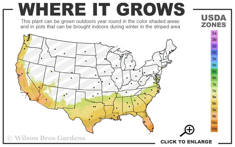 Asian Jasmine - Asiatic Jasmine - 6 Pack Of Pint Pots 5 Asian Jasmine - Asiatic Jasmine - 6 Pack Of Pint Pots - Image 3