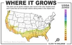 Alapaha Rabbiteye Blueberry - 1 Gallon Pot 8 Alapaha Rabbiteye Blueberry - 1 Gallon Pot -Garden Plants Shop 7b 9b 2