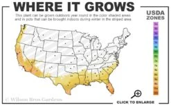 Coppertop Sweet Viburnum - 2 Gallon Pot -Garden Plants Shop 8a 11 20